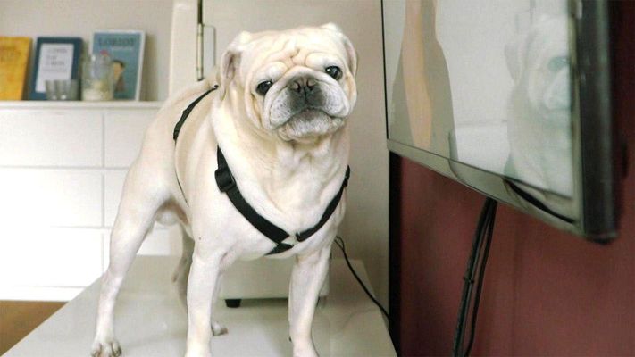 Mops James crasht gemütliche Fernsehabende.