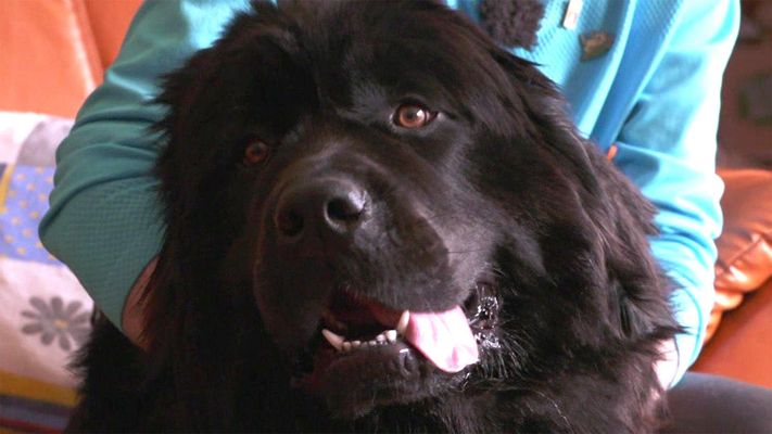 Neufundländer-Hündin "Smilla" benötigt Erziehung.