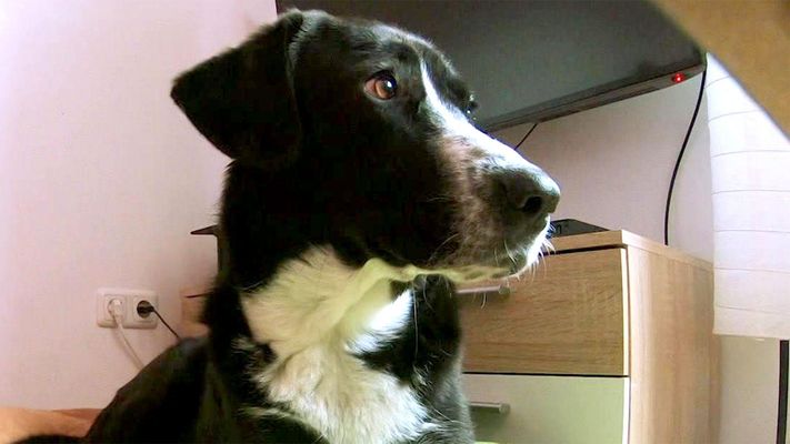 Das Training mit Theo geht in die Verlängerung.