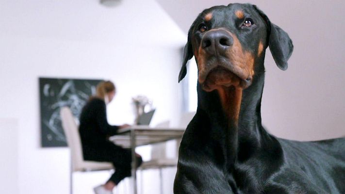 U. a. mit: Dobermann Akosch