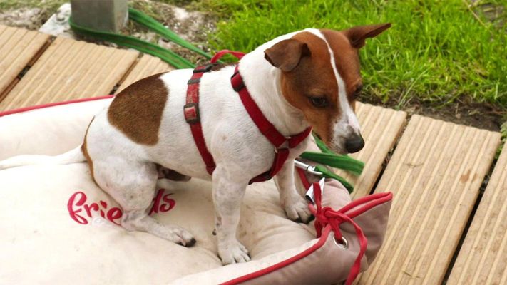 Terrier Robby liebt Wasser