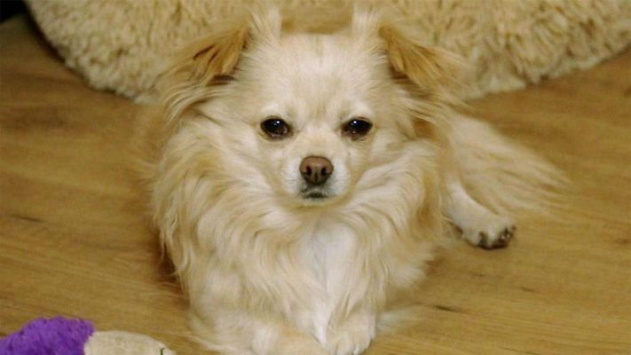 Chihuahua Chiko ist ein kleiner Despot.