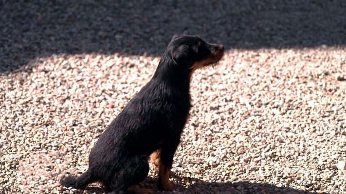 Der Dackel  Snoopy ist krank und verängstigt.
