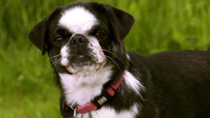 Die Mopsdame Nala frisst draußen alles.