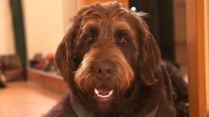 Mischling Laika kläfft am laufenden Band.