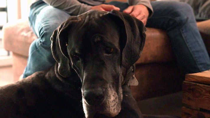 Nils Schumann hat Probleme mit seiner Deutschen Dogge.