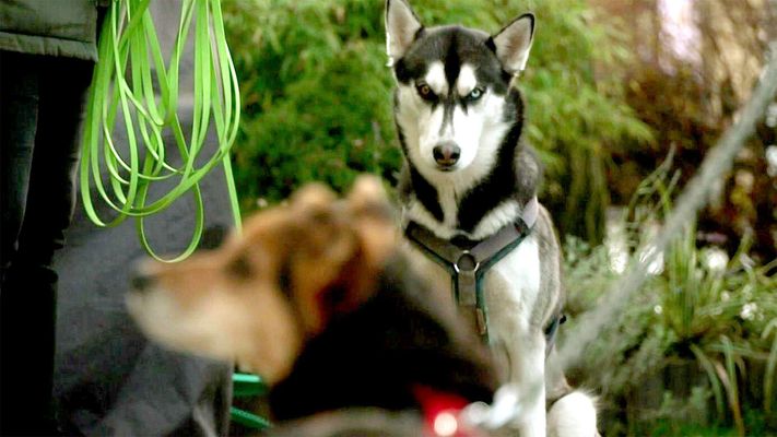 Martin Rütter bekommt tatkräftige Unterstützung.