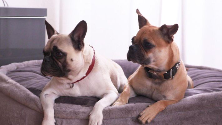 Die beiden "Fröpse" Elfie und Brüno pöbeln gerne.