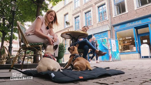 Der Hundeprofi - Rütters Team