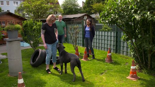 Der Hundeprofi - Rütters Team