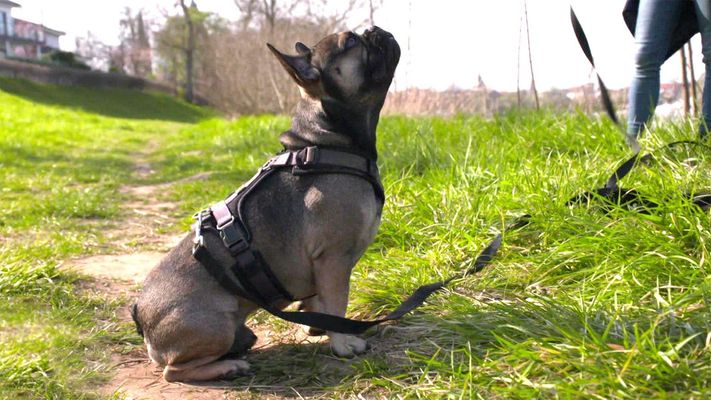 Louie hat ein arg ungestümes Temperament.