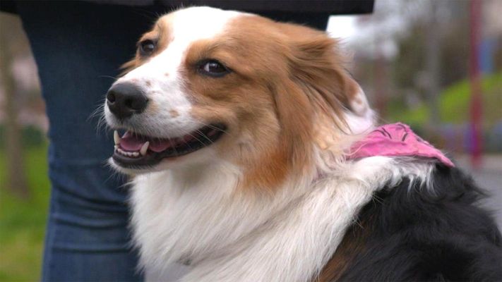 Die Hündin Chinook rastet bei Hundebegegnungen aus.