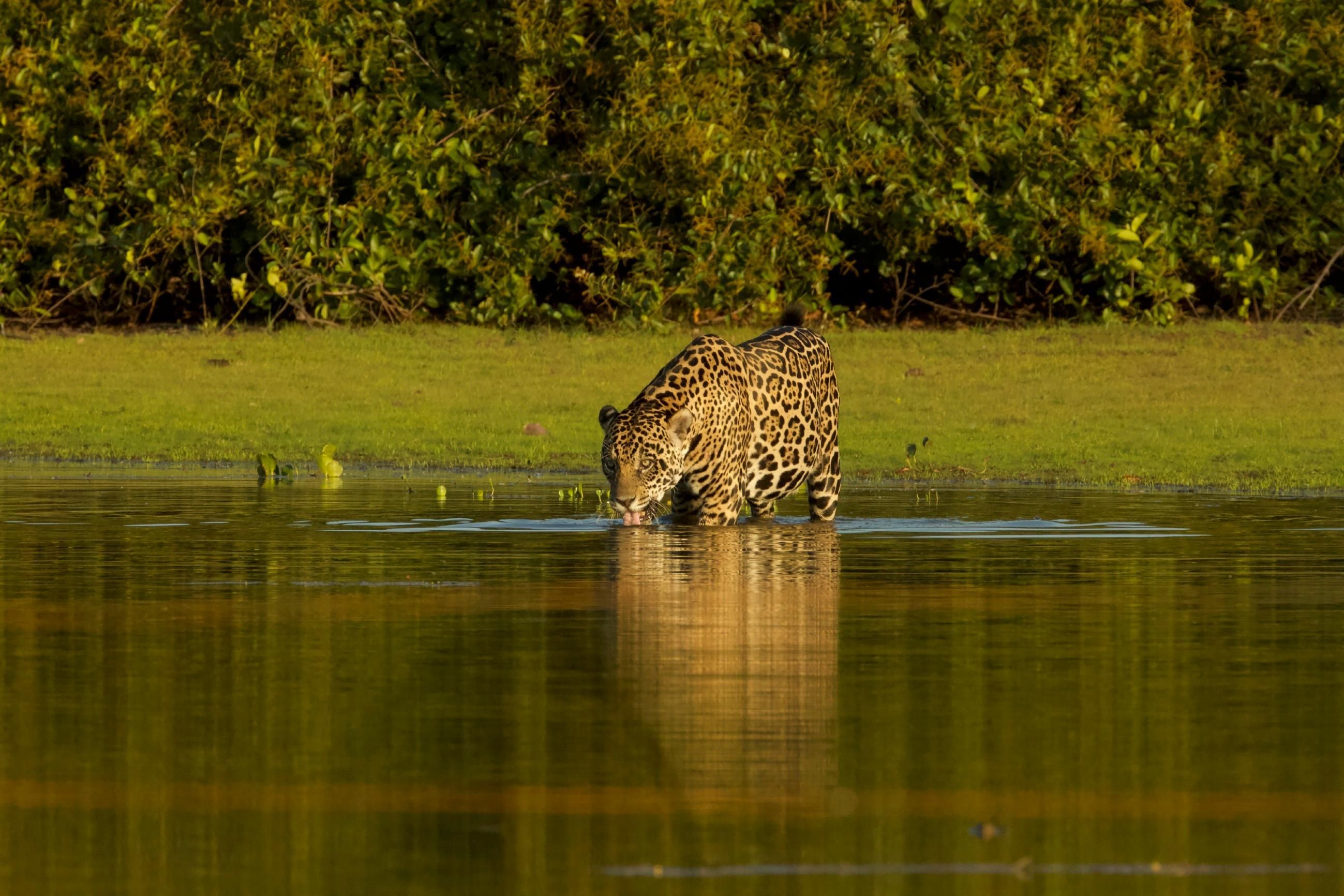Wildes Pantanal - Am Letzten Wasserloch