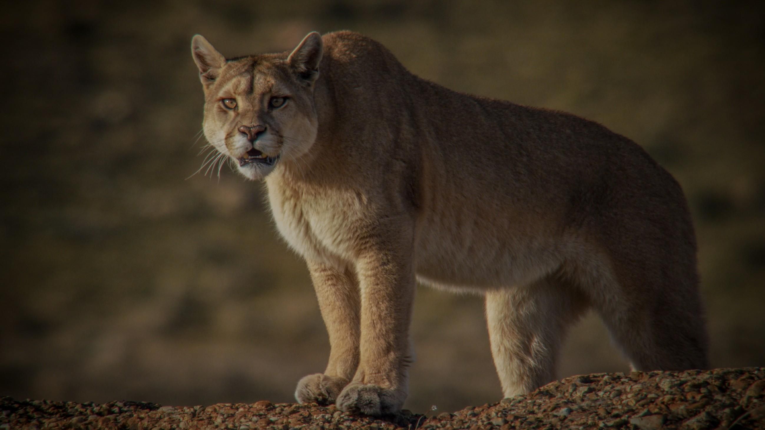 Pumas in der Wildnis Patagoniens