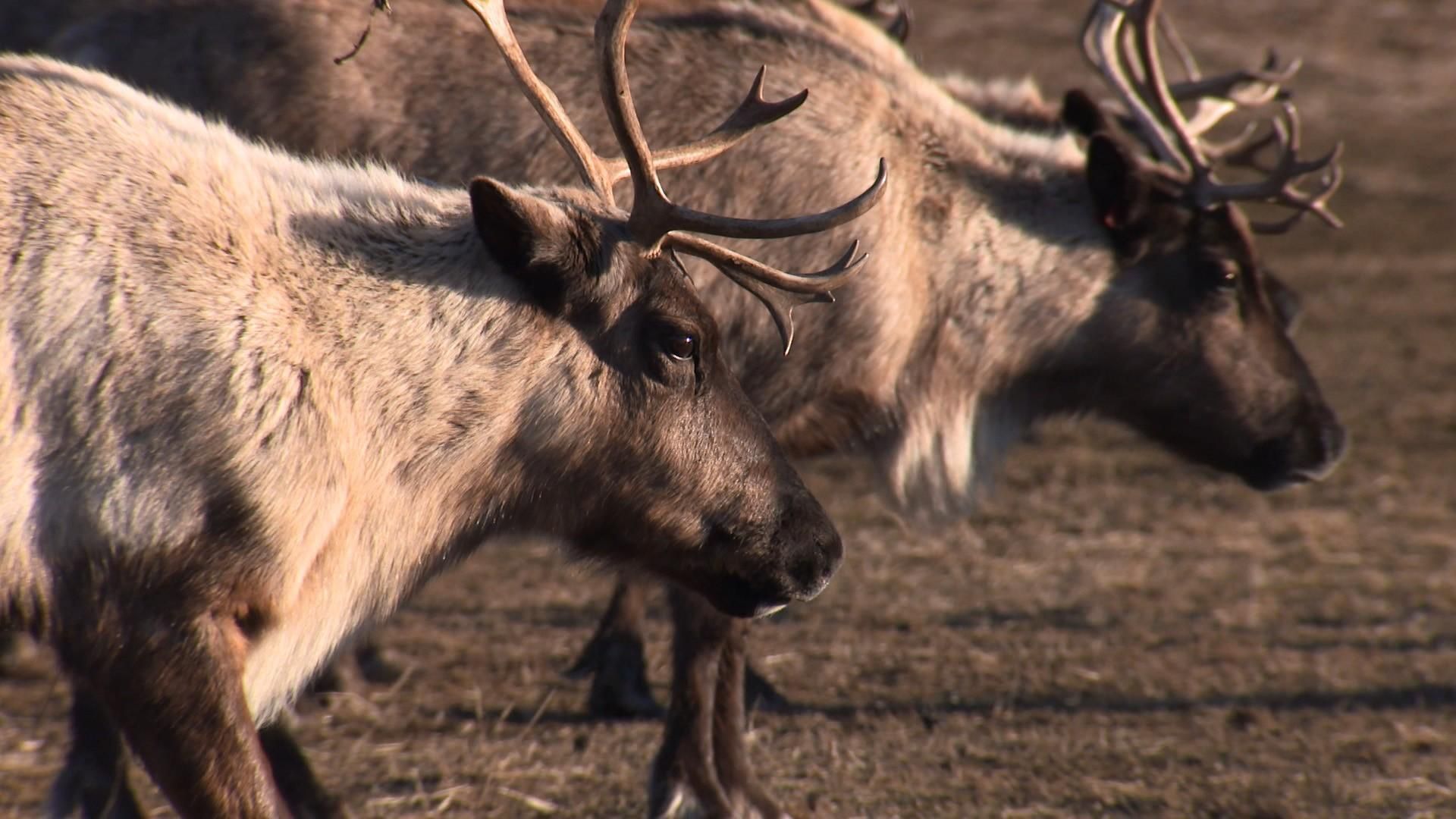 Die wildeste Stadt der Welt: Anchorage