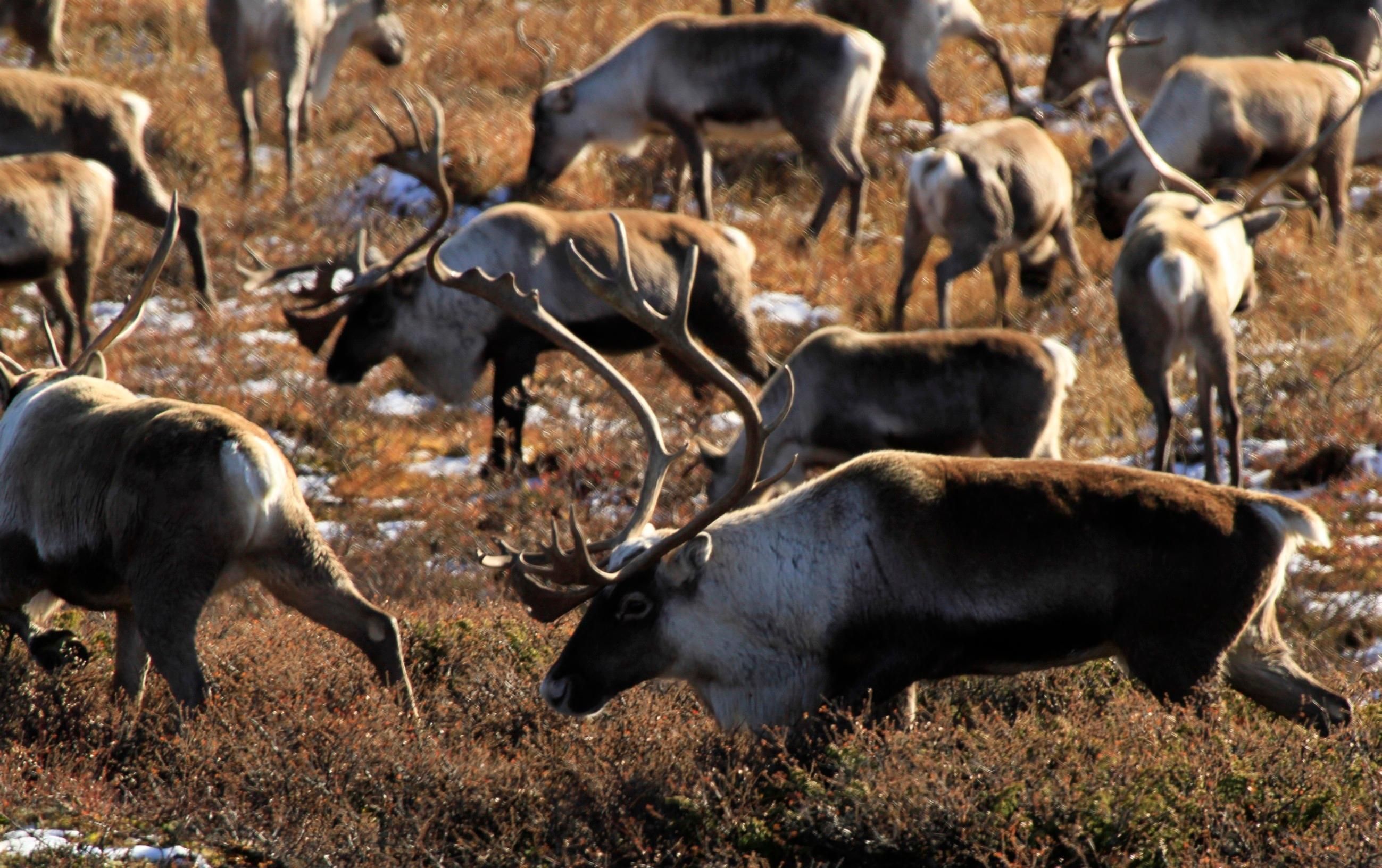 Wildes Norwegen