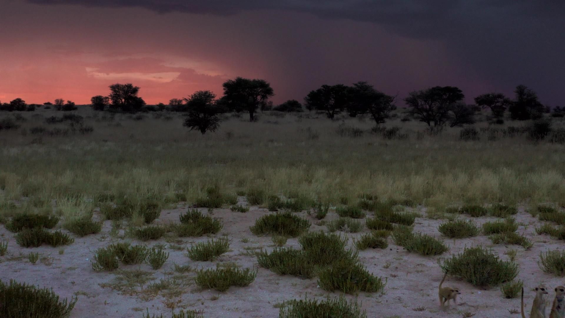 Haus der Erdmännchen - Eine Familiensaga