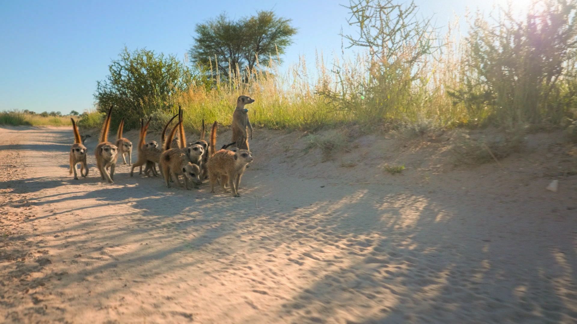 Haus der Erdmännchen - Eine Familiensaga