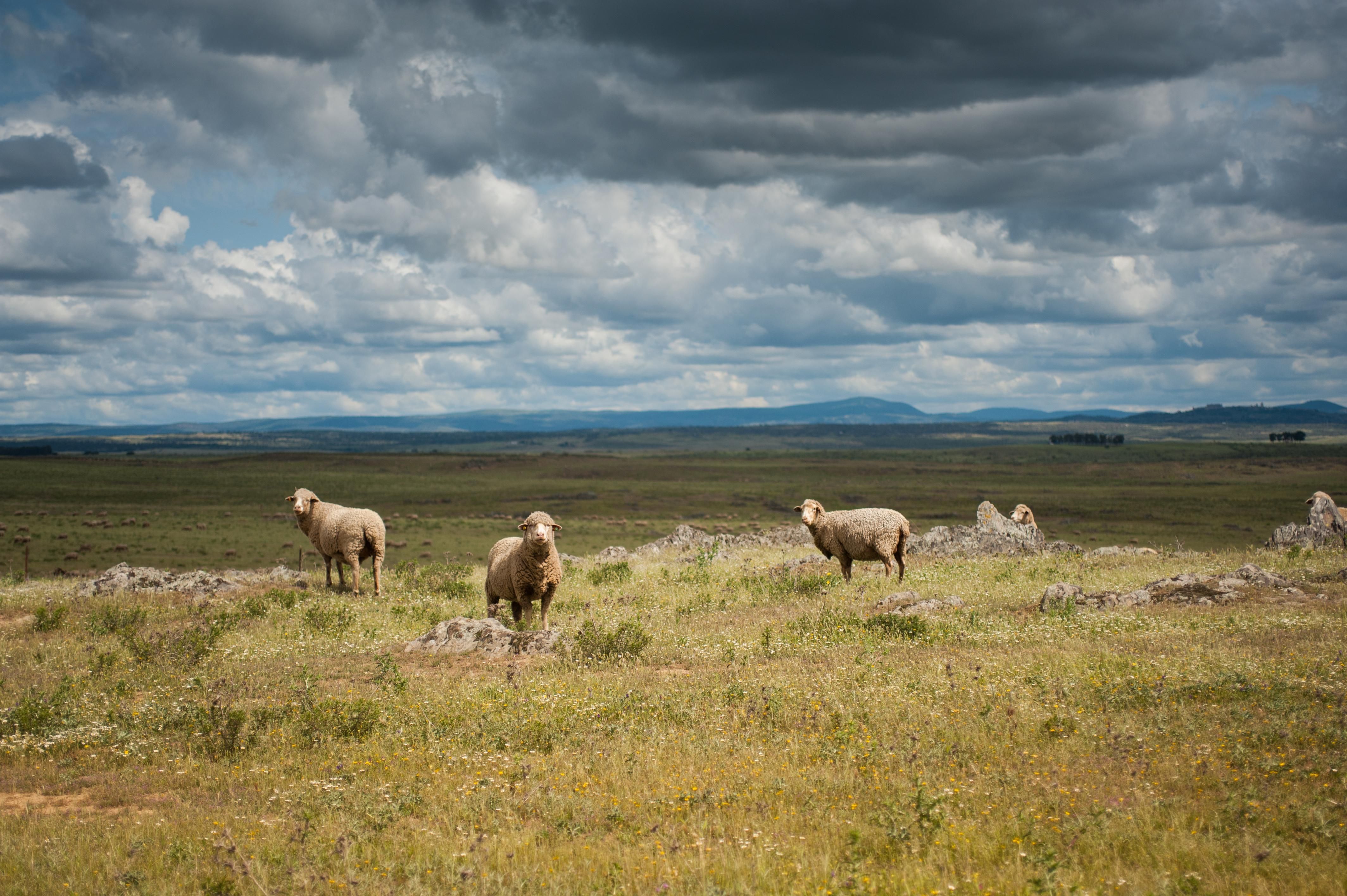Schafe, Rinder und Canadas - Die großen Tierwanderungen Spaniens