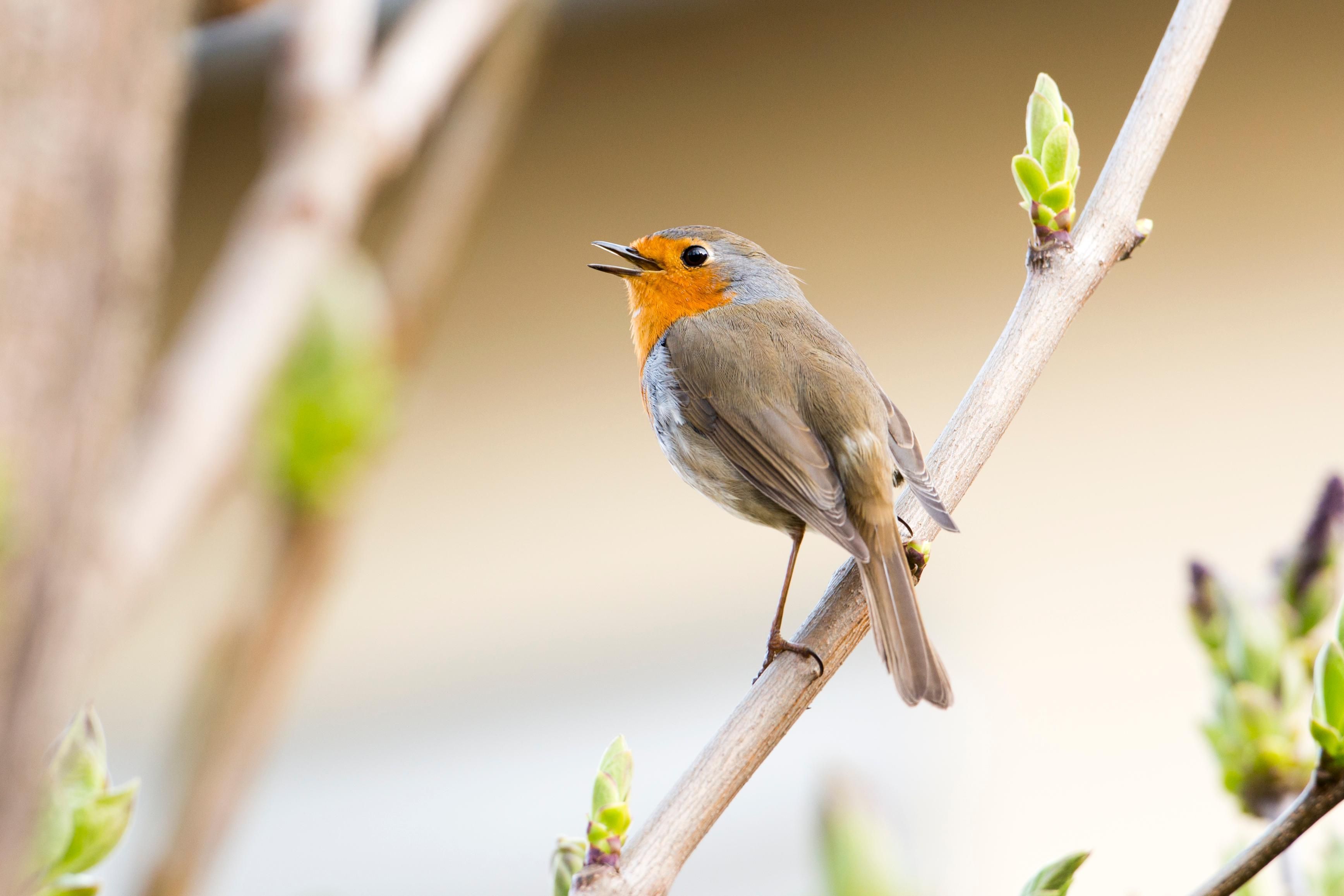 Gefiederte Nachbarn - Unsere Gartenvögel