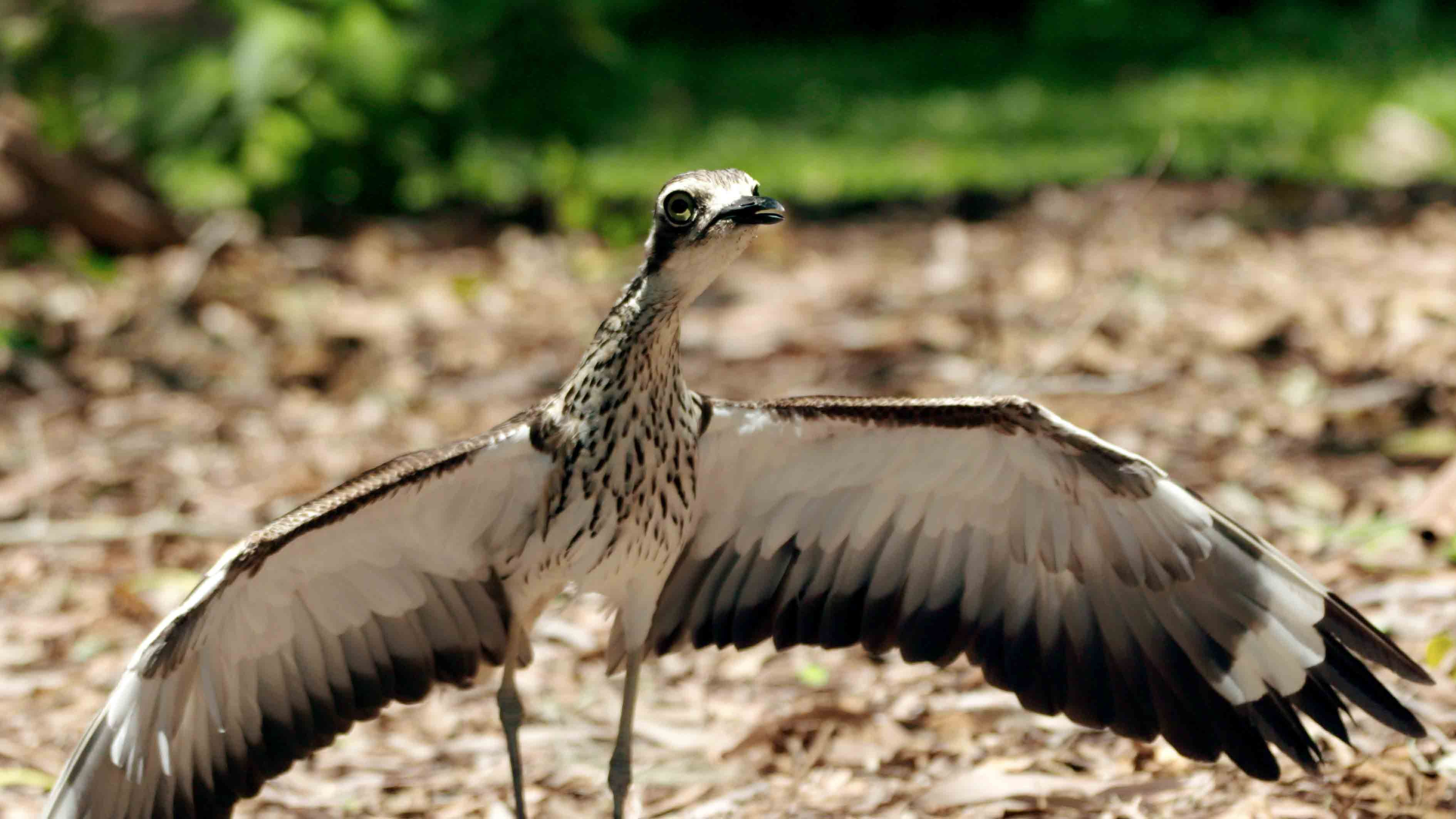 Hotspots der Tierwelt