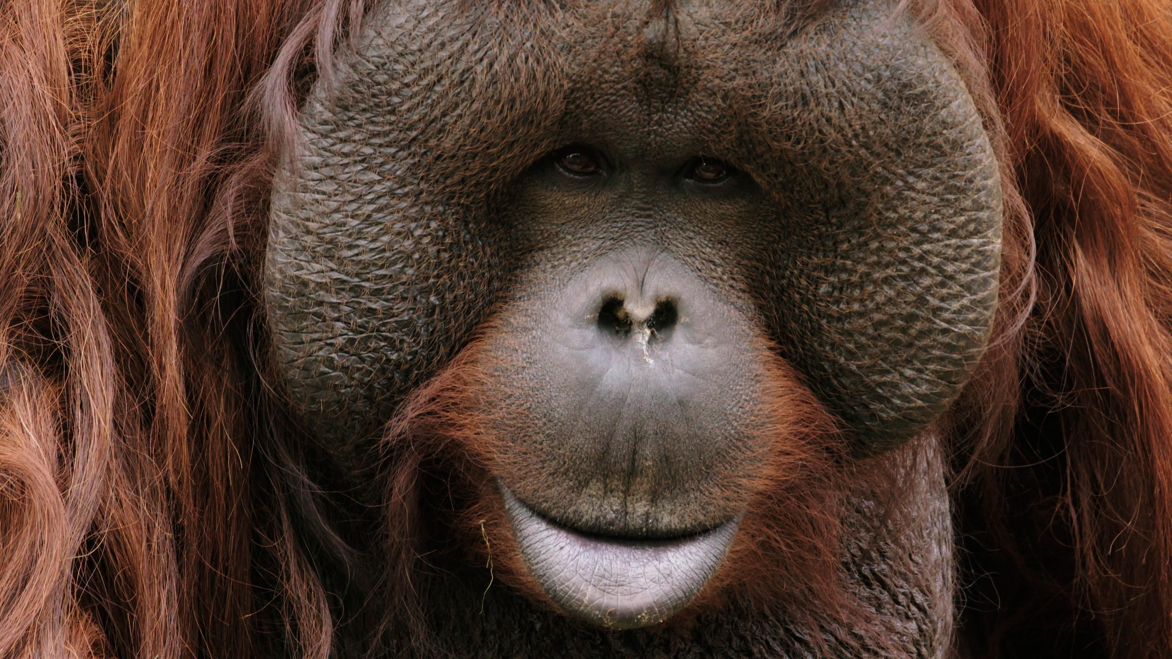 Affen - unsere engsten Verwandten