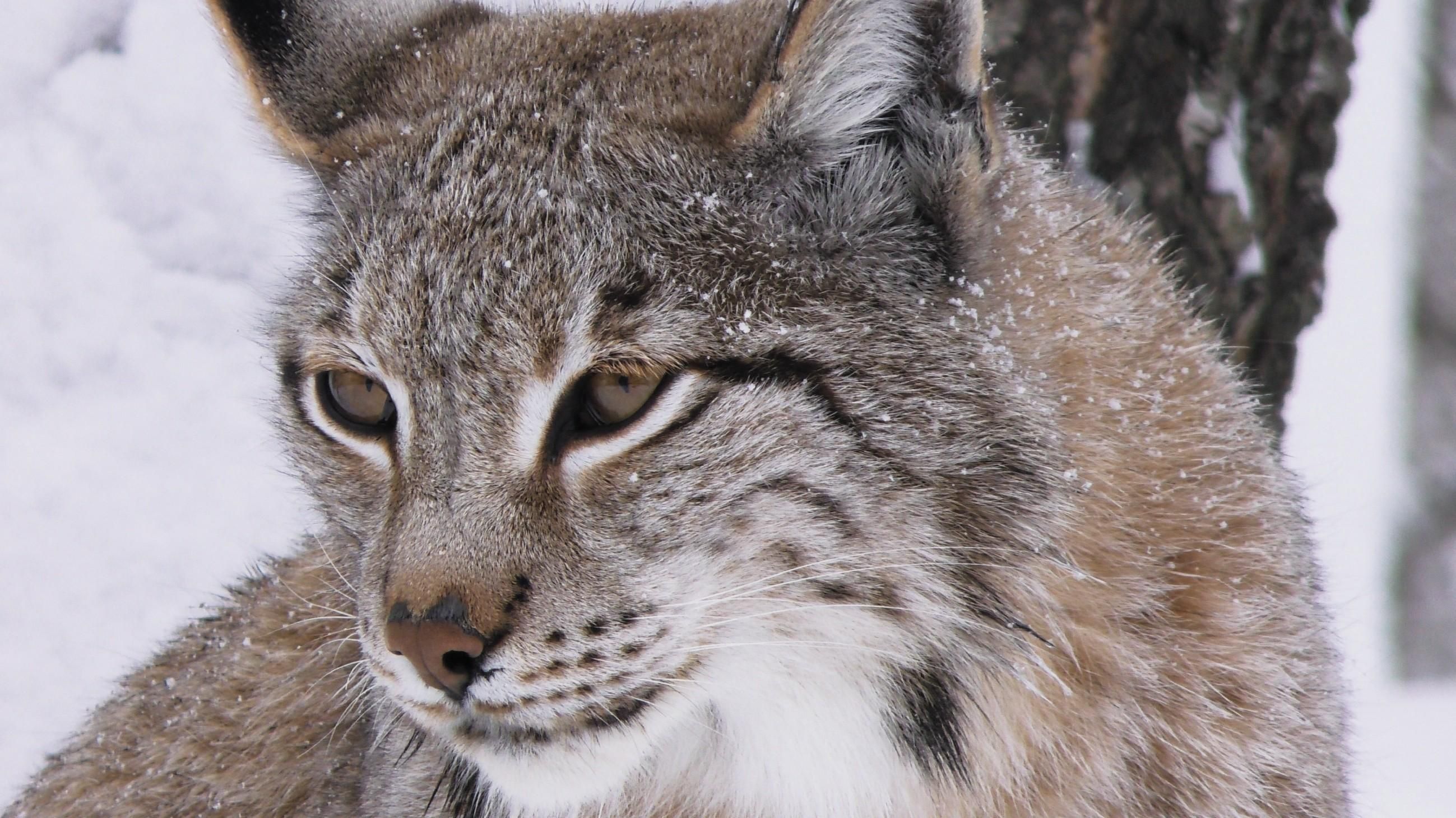 Die Königin des Nordens