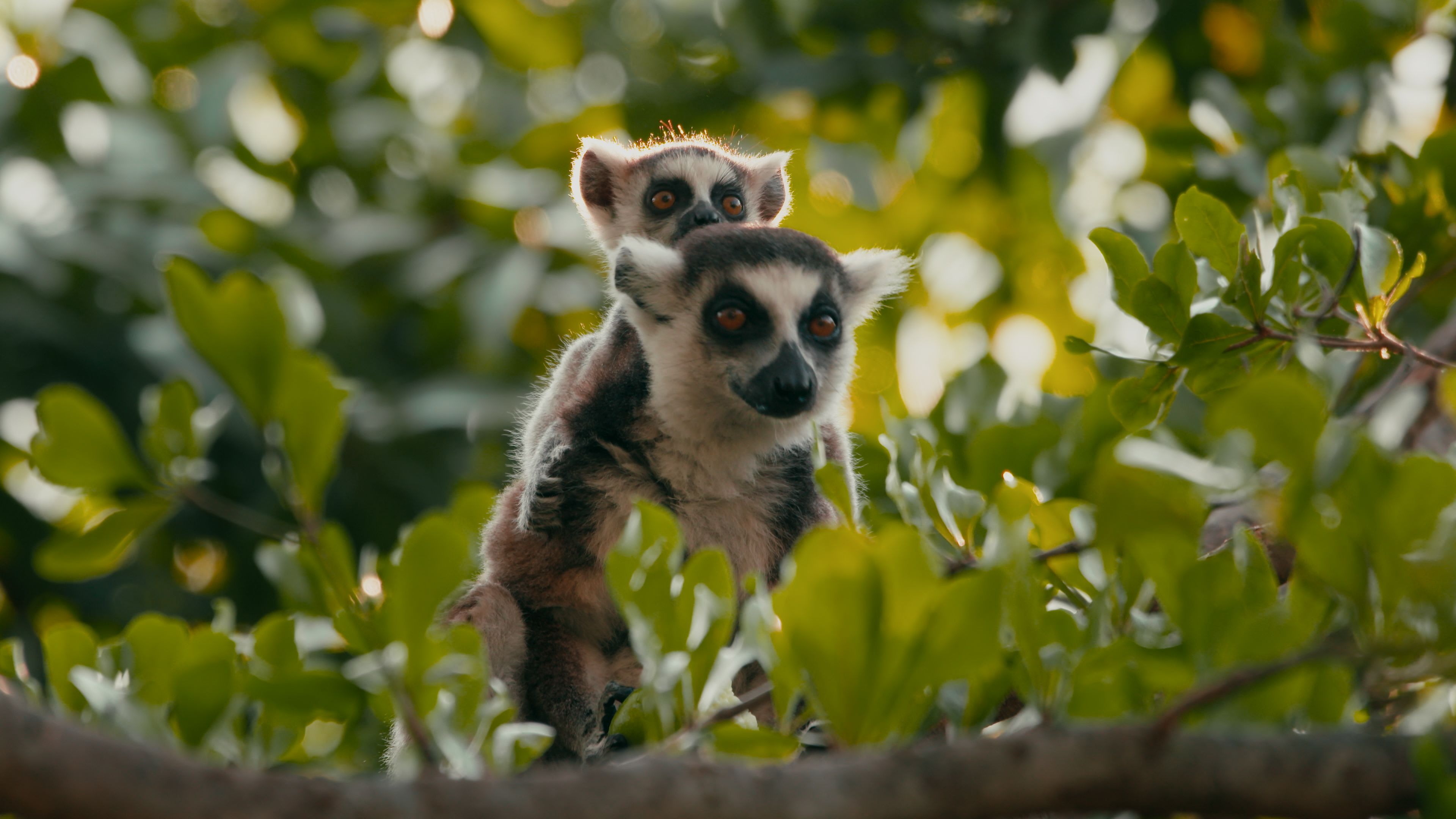 Eine Frage der Liebe - Gefühle in der Tierwelt