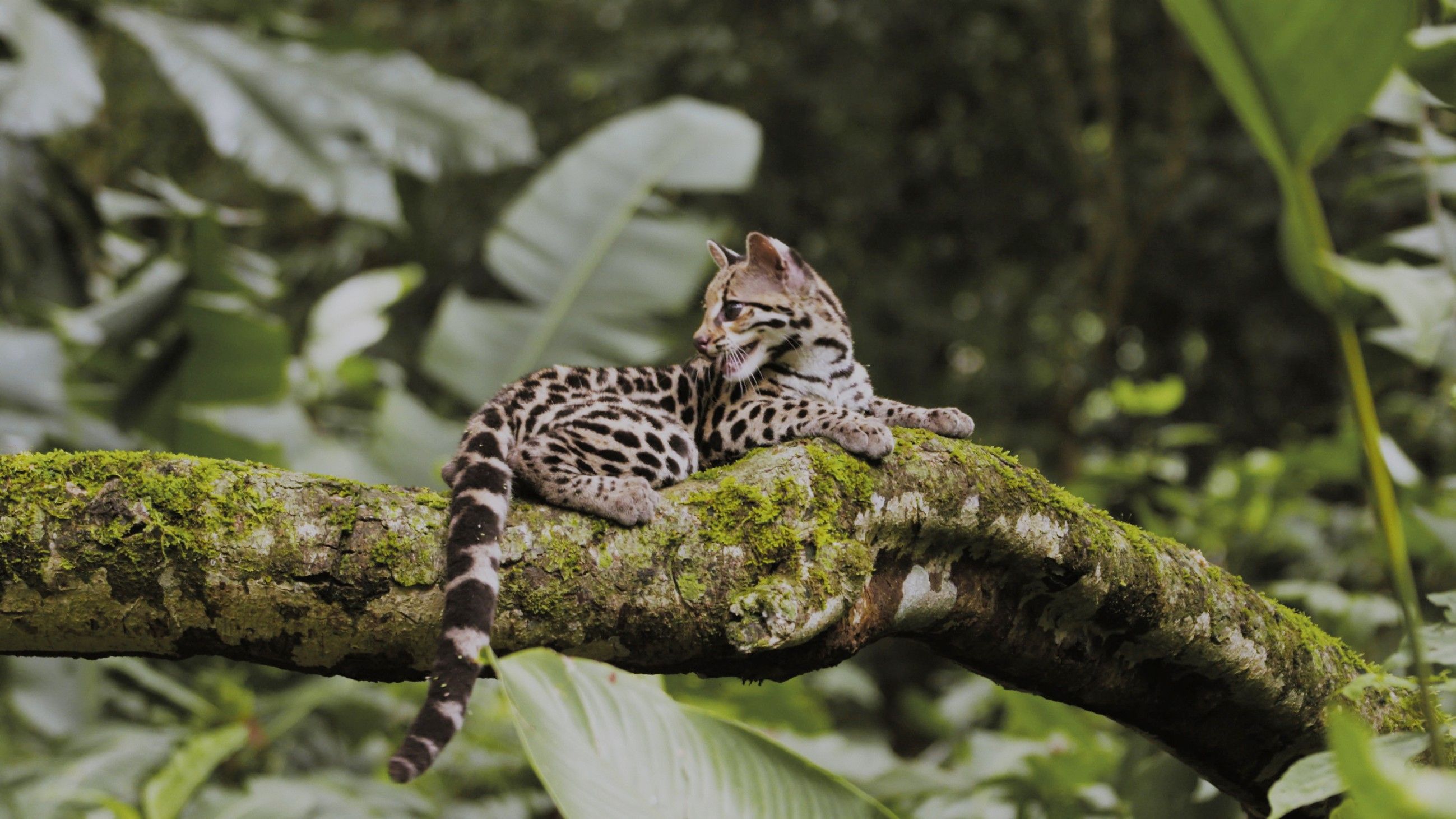 Wildes Lateinamerika