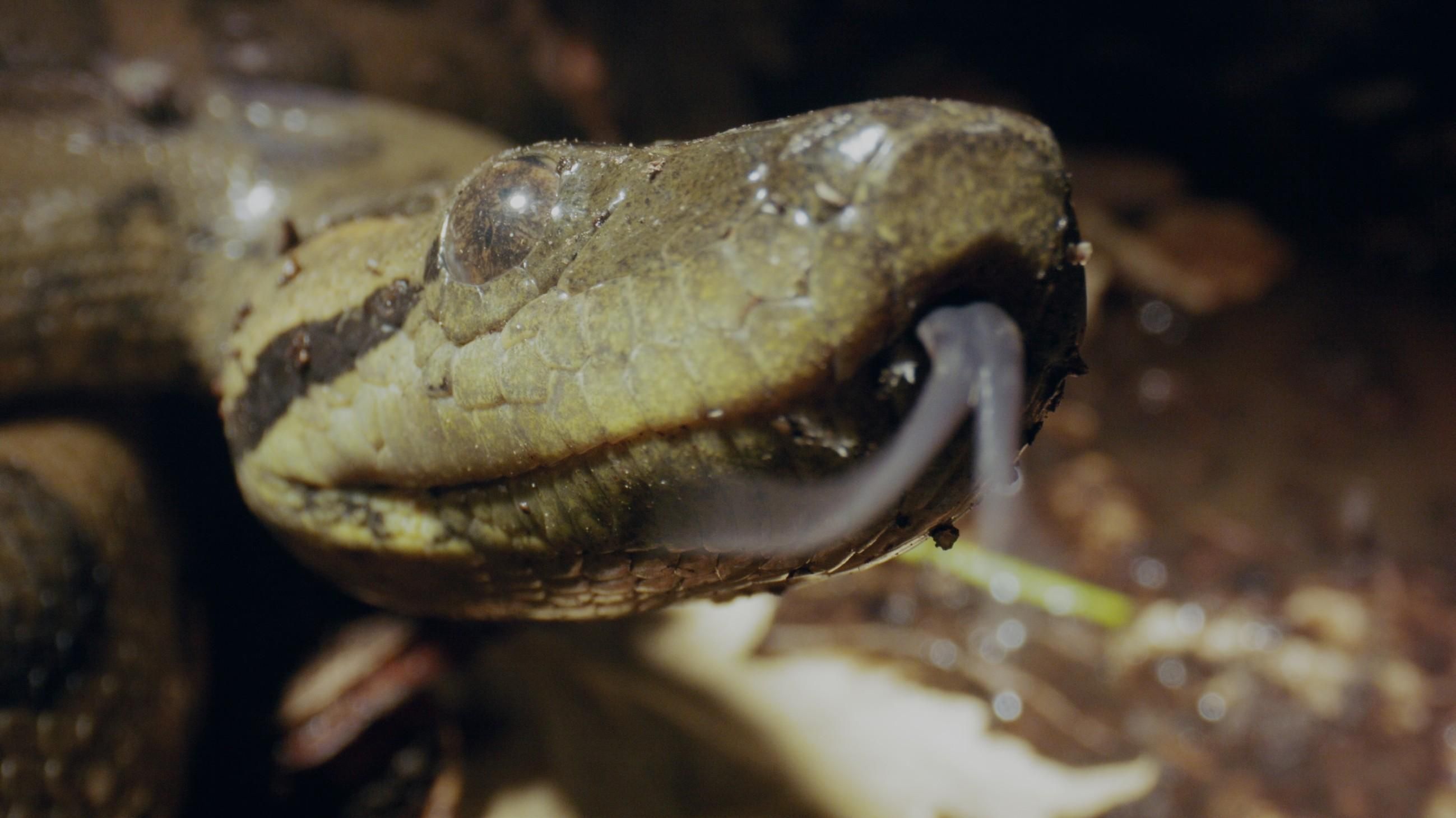 Wildes Lateinamerika