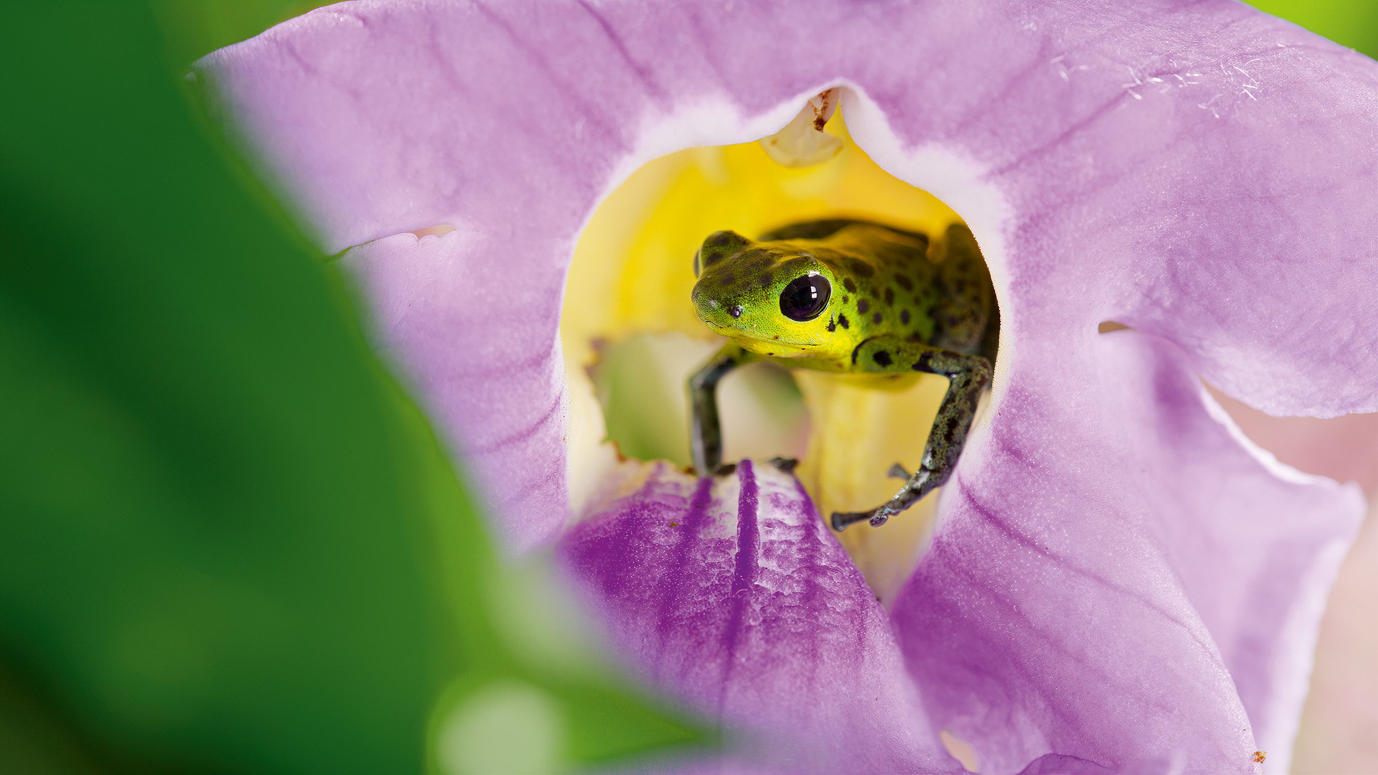 Das Leben in Farbe mit David Attenborough