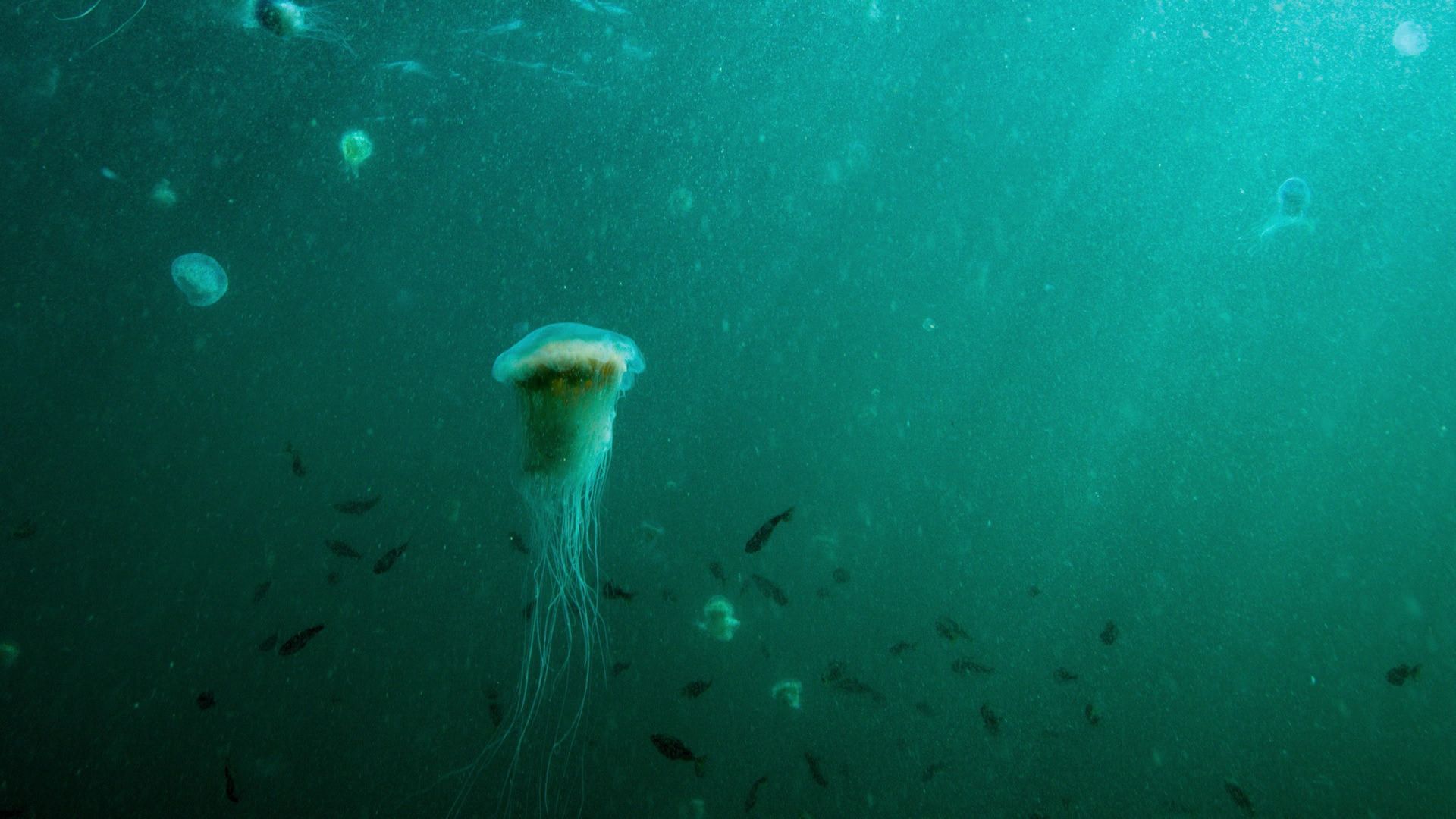 Wunder der Keltischen See