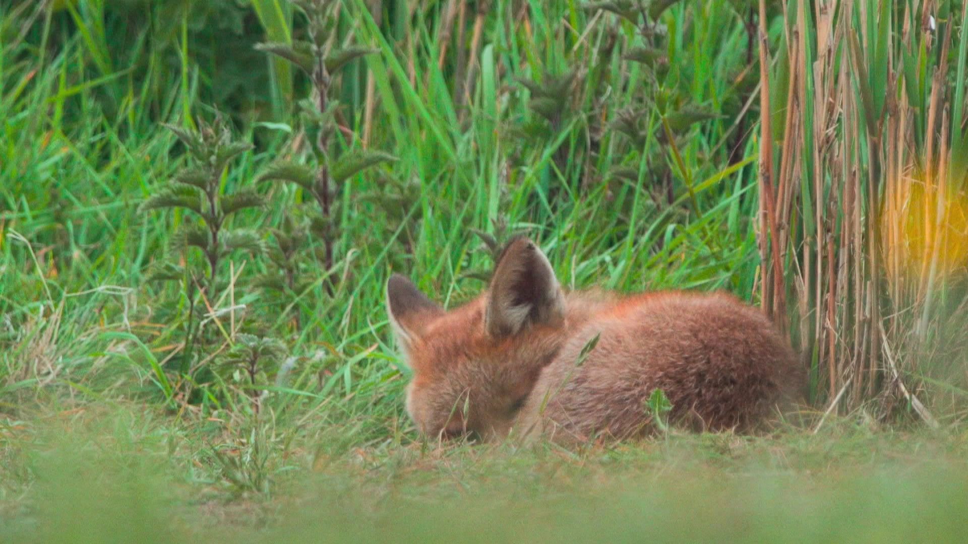 Das geheime Leben der Füchse