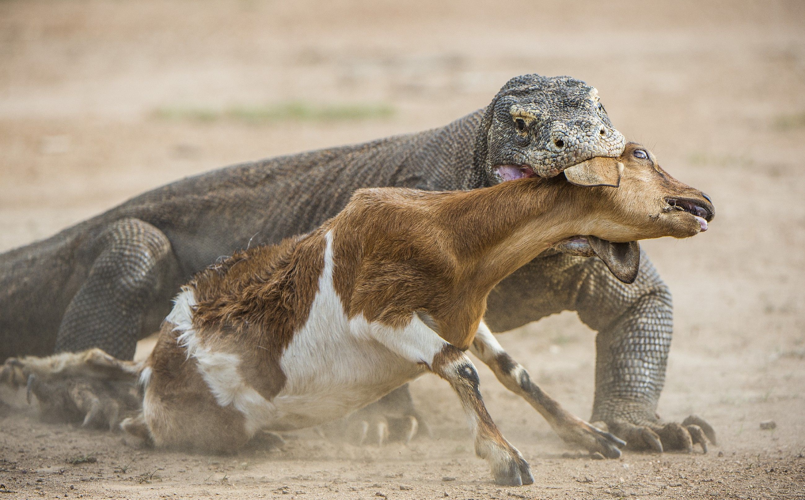 Tierische Blitzattacken