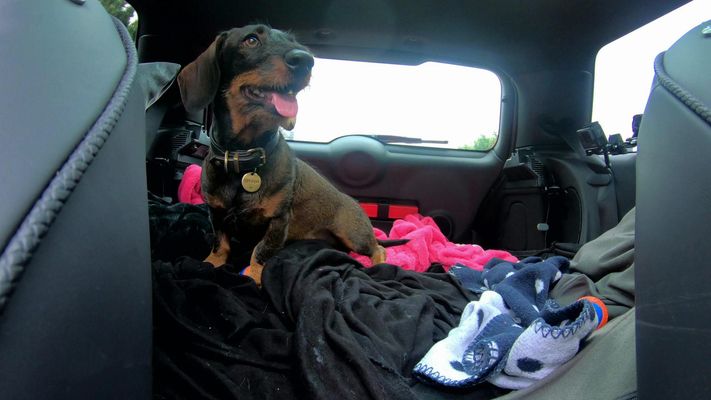 Dackelparty im Auto