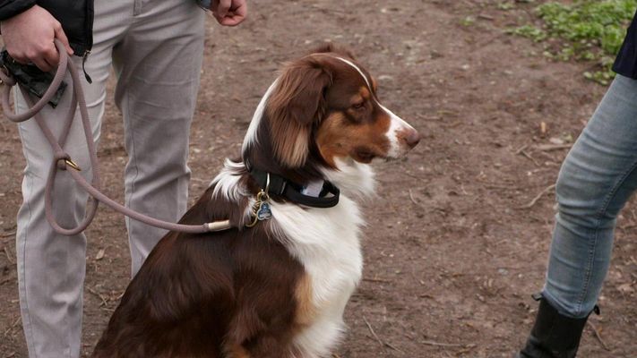 Australian Shepherd Rudi ist geräuschempfindlich.