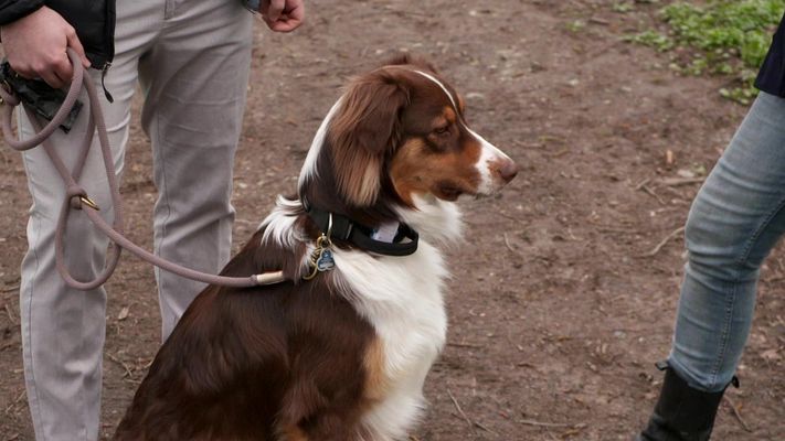 Australian Shepherd Rudi ist geräuschempfindlich.
