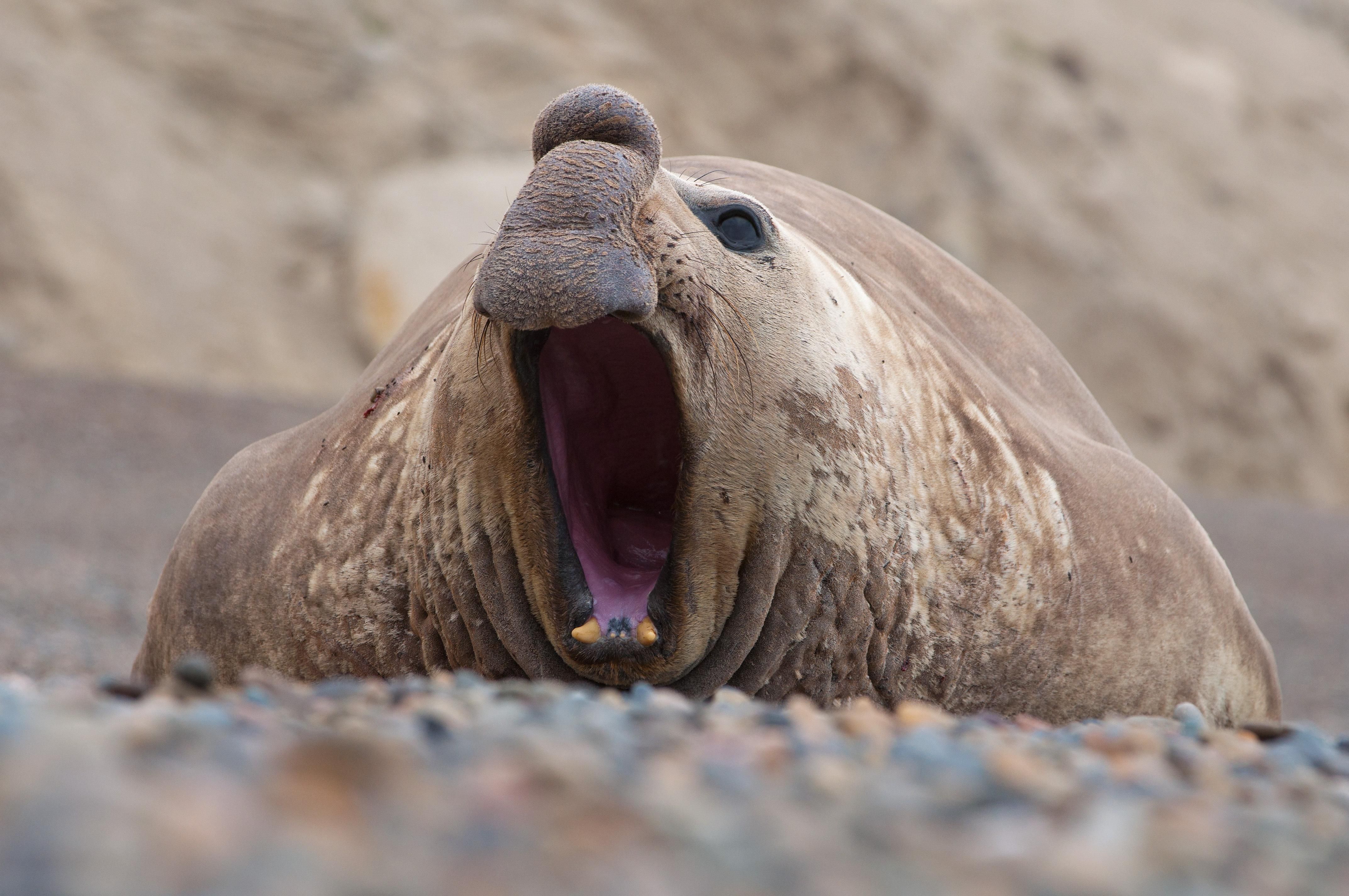 Schauplatz Wildnis - Kämpfe im Tierreich