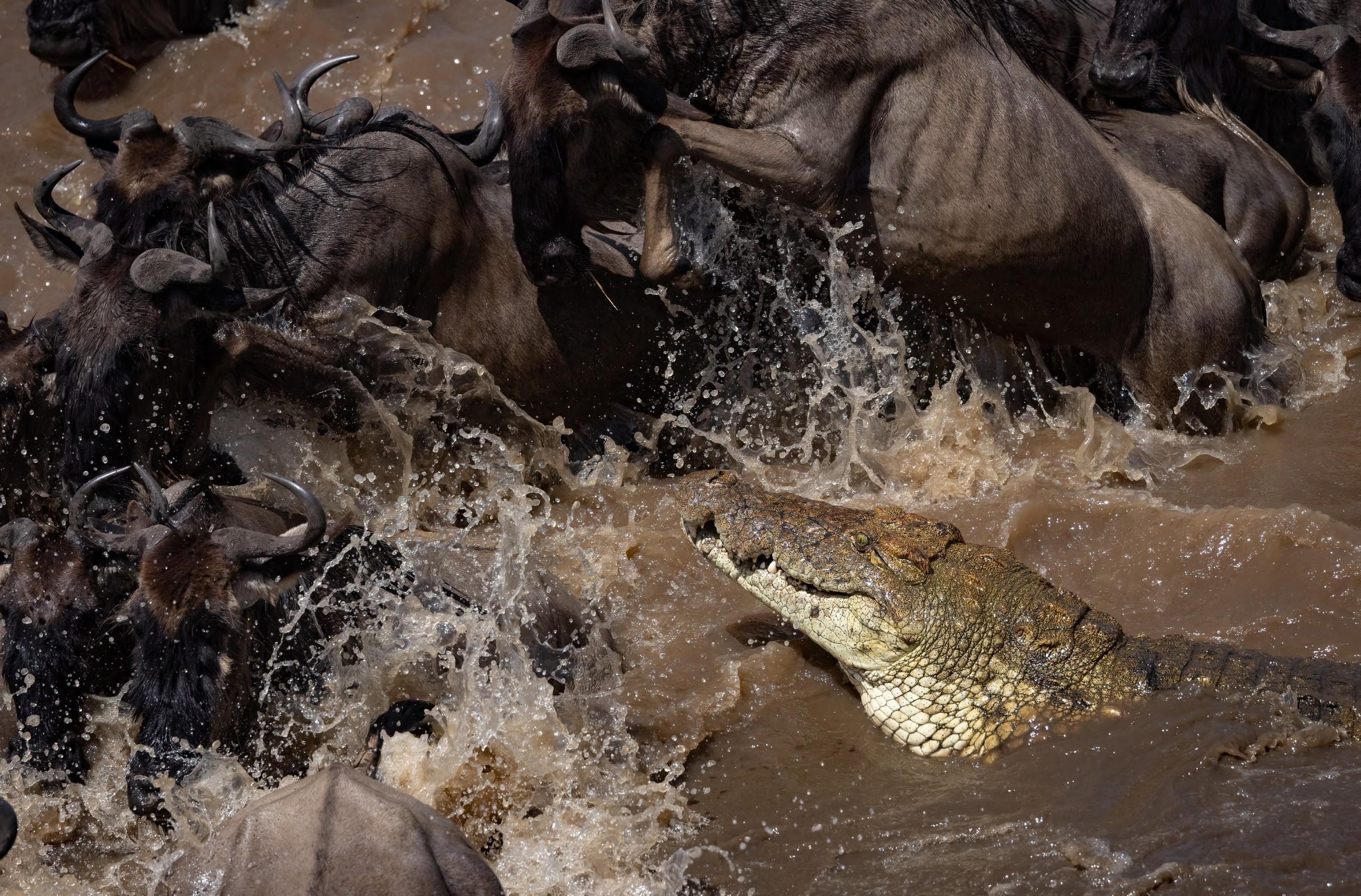 Tierische Massenjagden