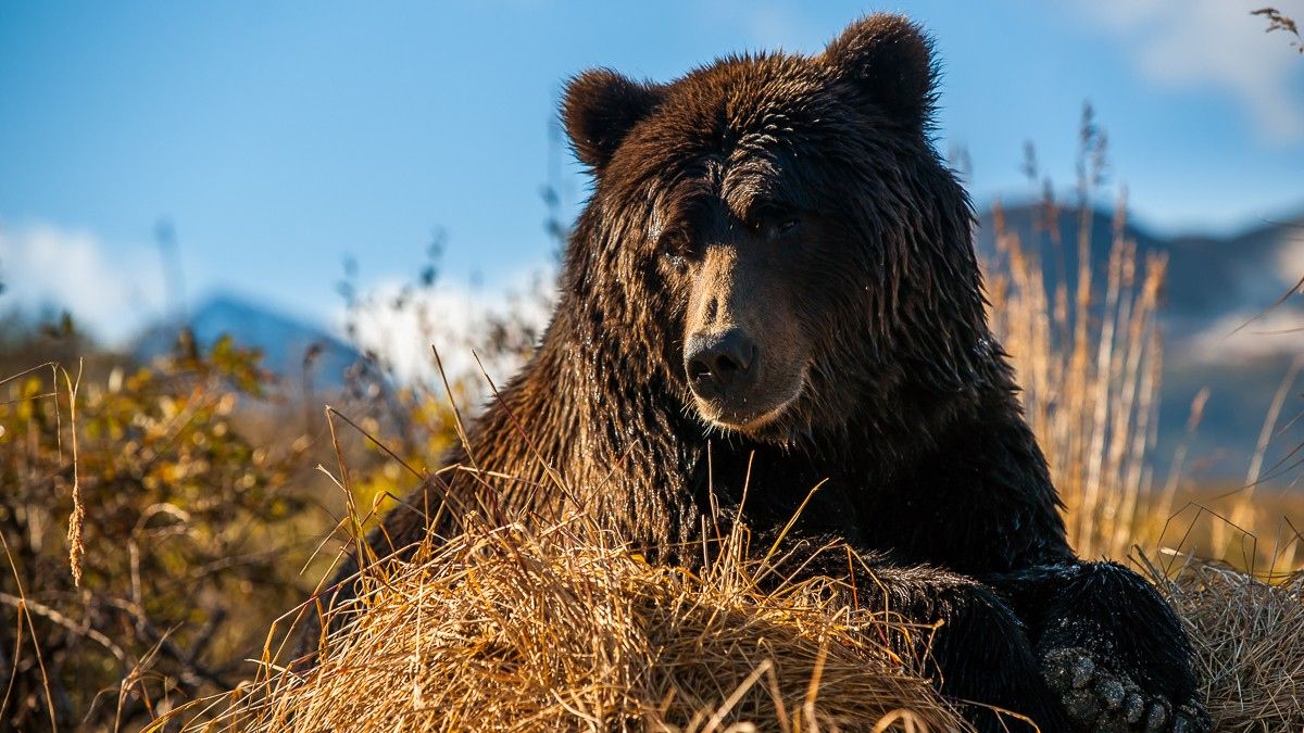 Der Bär in mir