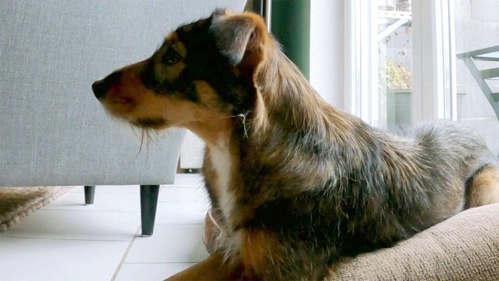 Hündinnen Maya und Lotte machen Terror gegen Besucher