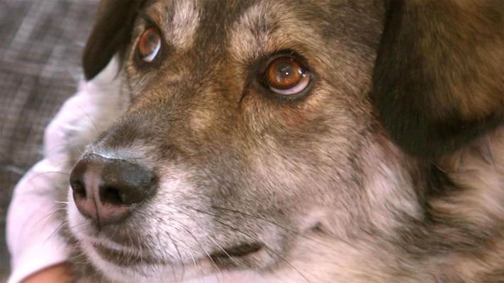 Leinenaggression bei Hündin Lola