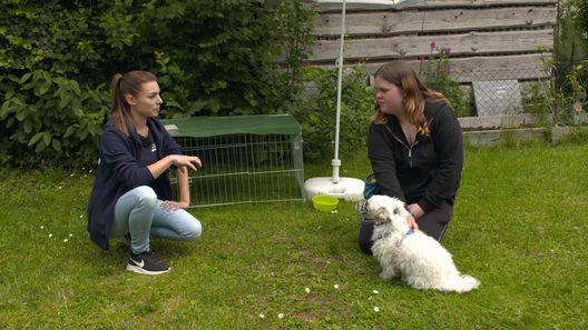 Der Hundeprofi - Rütters Team