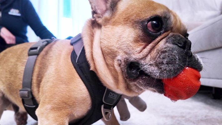 Eine Bulldogge beißt sich durch