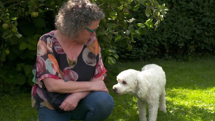 Wenn der Hund Angst vor Frauchen hat