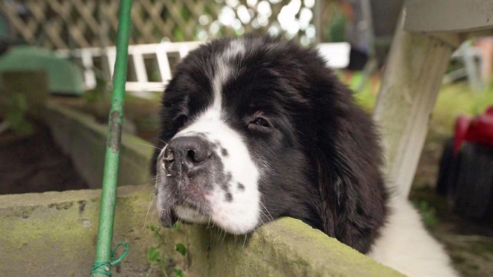 Martin Rütter - Die Welpen kommen! Spezial