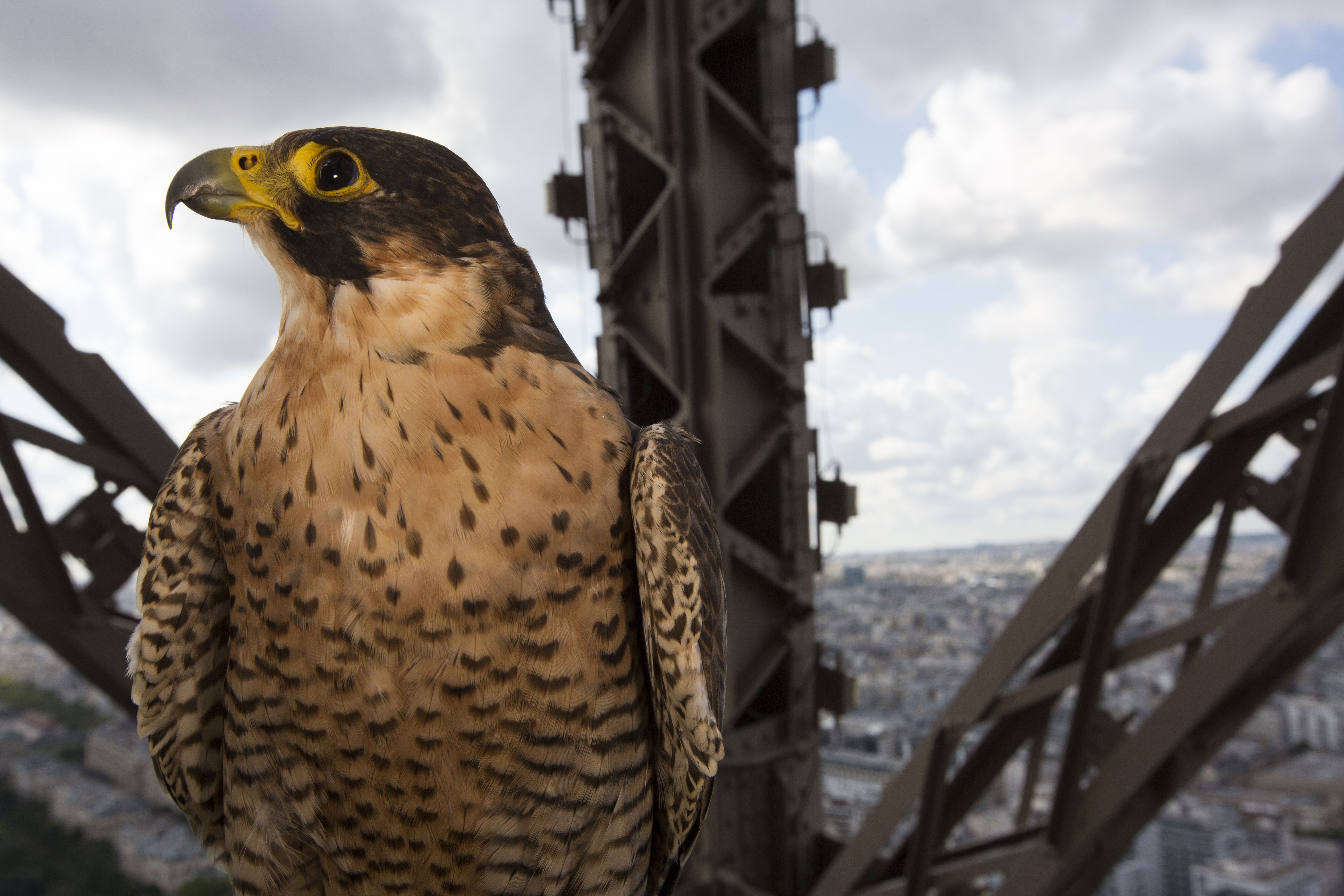Paris - Stadt der Tiere