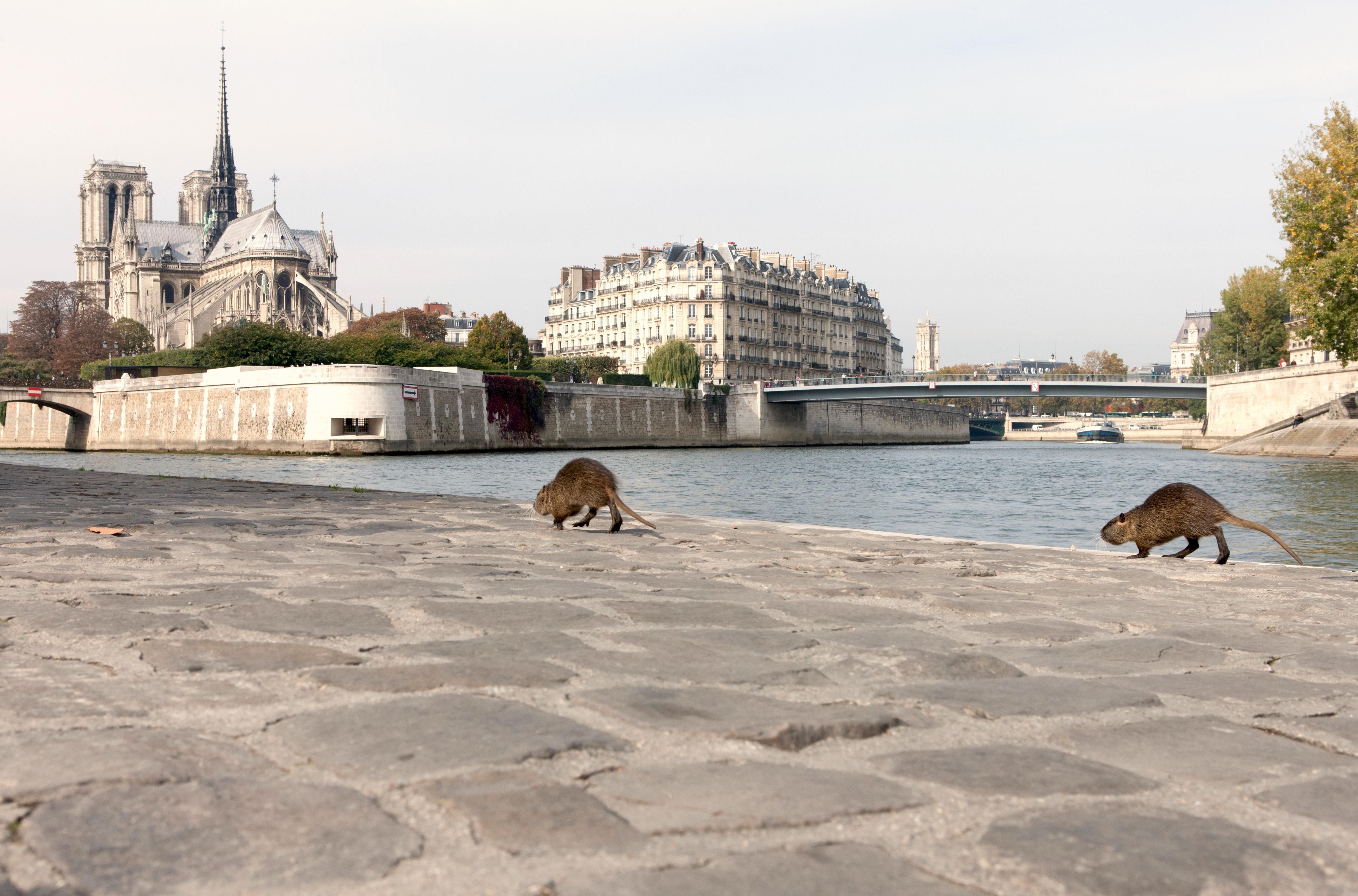 Paris - Stadt der Tiere