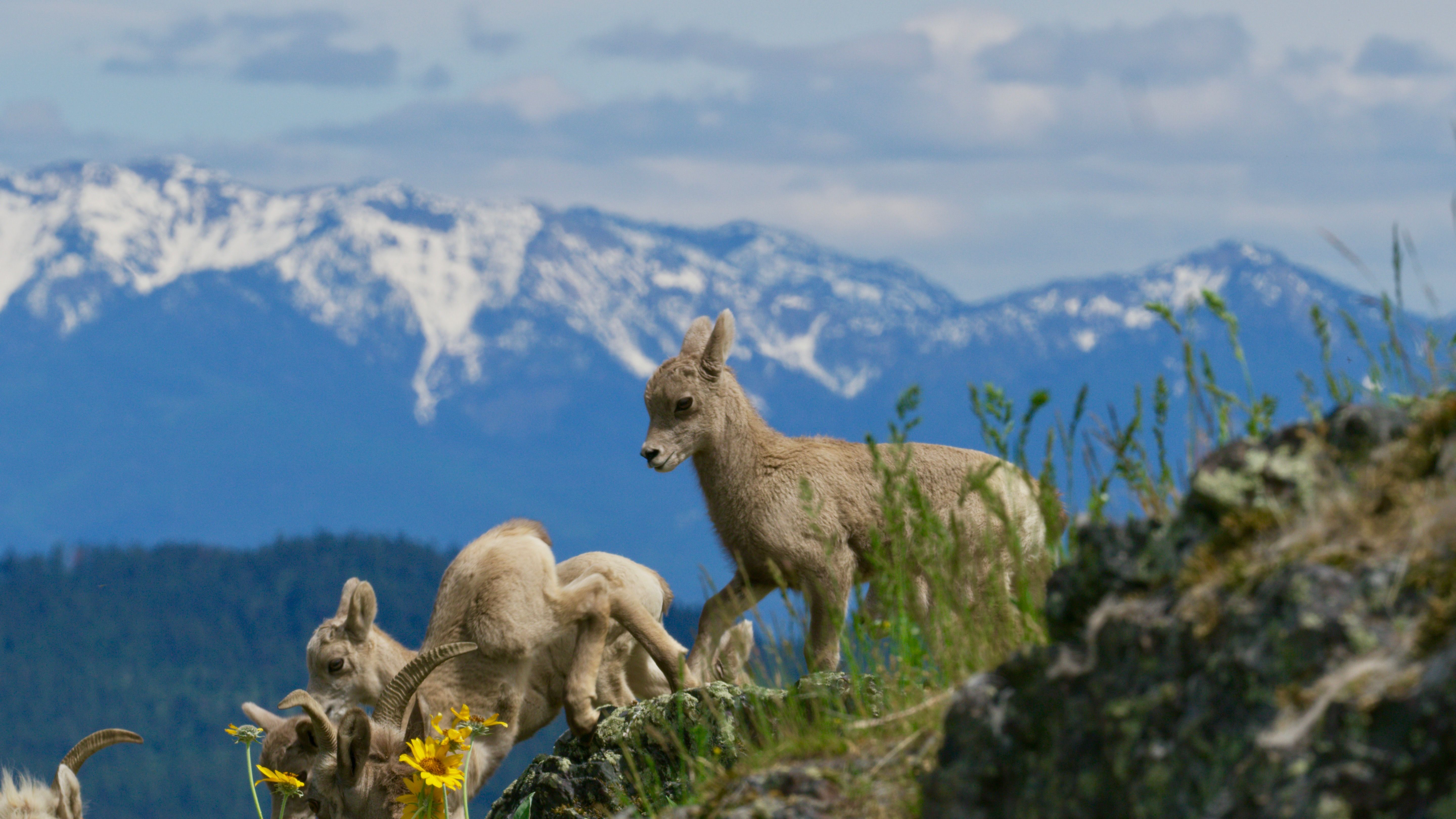 Die Rockies - Überleben in der Wildnis