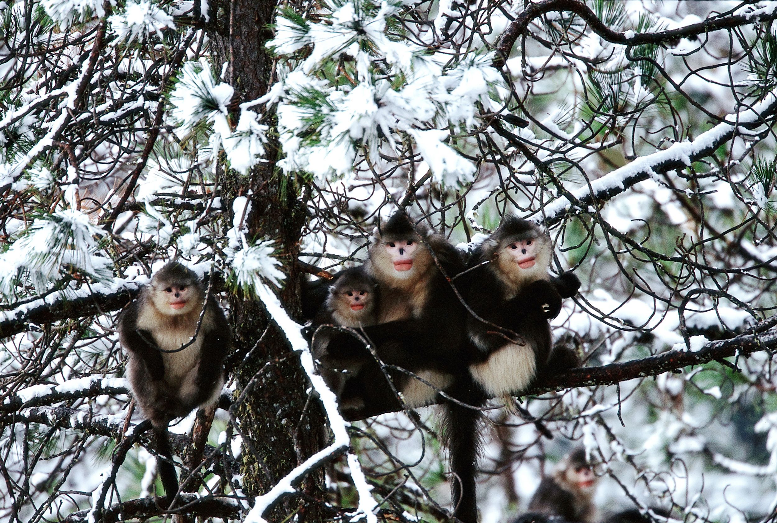 Wild und wunderbar - Chinas unbekannte Natur